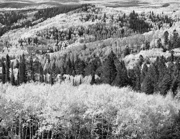 Aspens, Autumn, Southern Utah