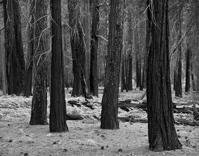 Burned Trees, Yosemite Valley