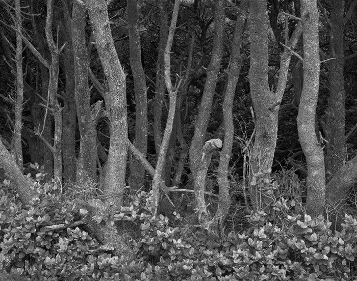 Forest, Washington Coast