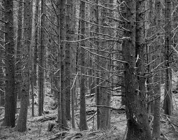 Forest, Washington Coast 2