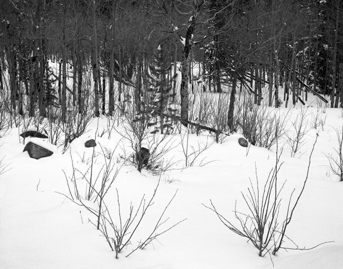 Fresh Snow, Rocky Mountain National Park, Colorado, 2012