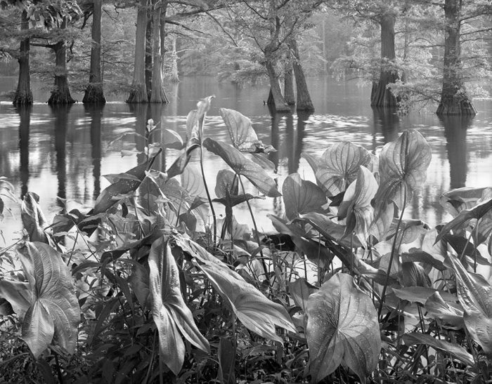 Lotus Leaves and Cypress Trees, Horseshoe Lake State Wildlife Area, Illinois, 1982