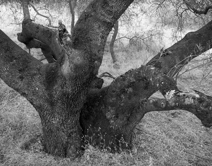 Oak Tree and Meadow Near Mariposa, California