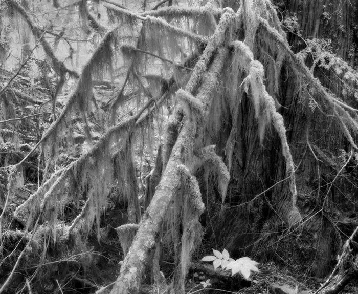 Hoh Temperate Rain Forest, Washington State
