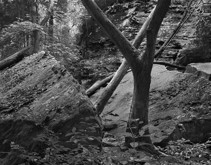 Tree and Rocks, Giant City State Park, Makanda, Illinois, 1981