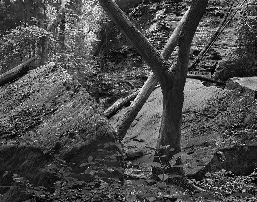 /product//tree-and-rocks-giant-city-state-park-makanda-illinois-1981/