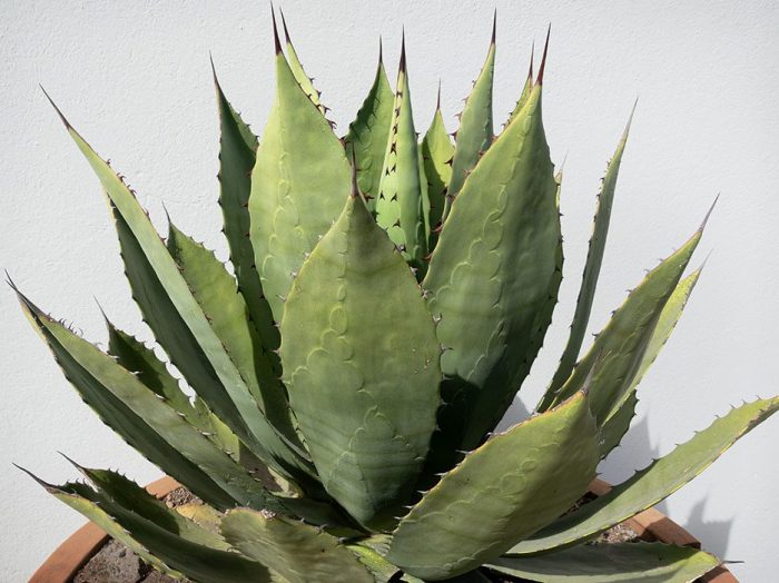 Agave, Fabrica La Aurora, San Miguel de Allende, 2019