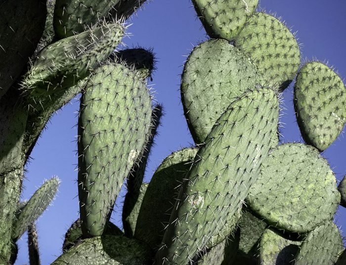 Prickly Pear Cacti, Jardin Botanico, San Miguel de Allende, 2019