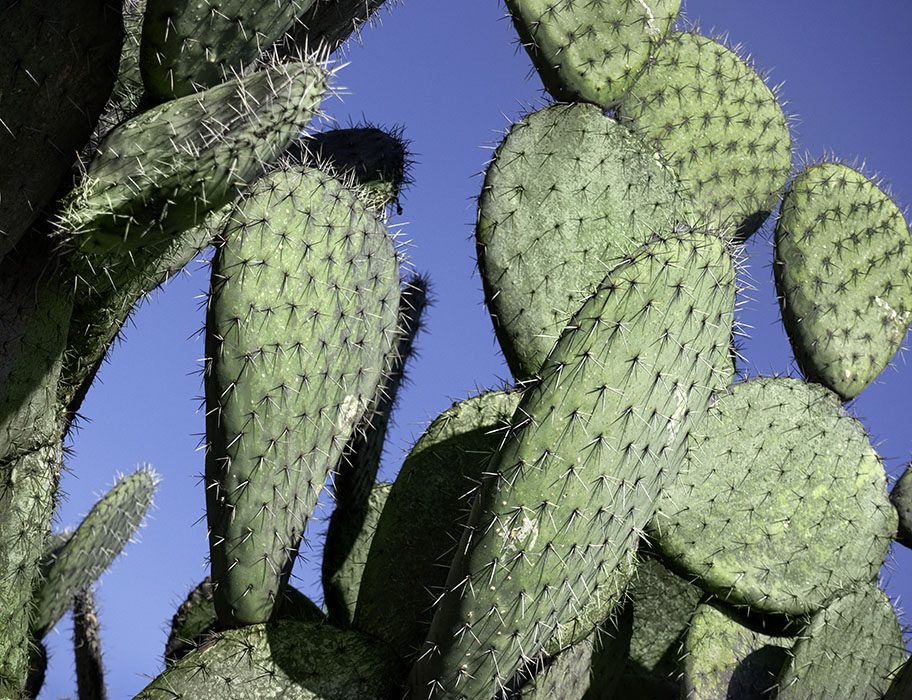 /product//prickly-pear-cacti-jardin-botanico-san-miguel-de-allende-2019/