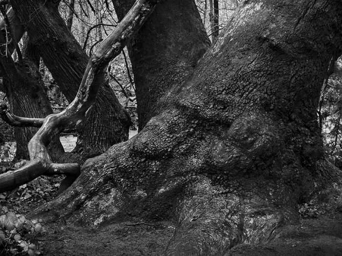 Sycamore Trunk, Rain, Red Rock State Park, Arizona, 2020