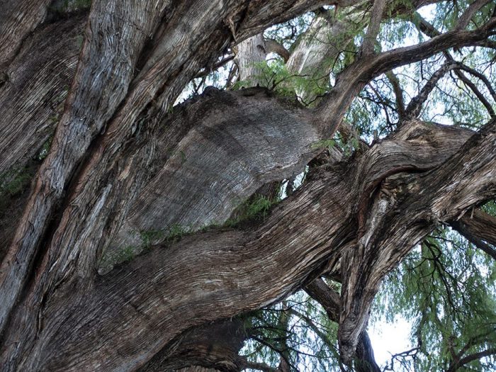 El Arbol del Tule