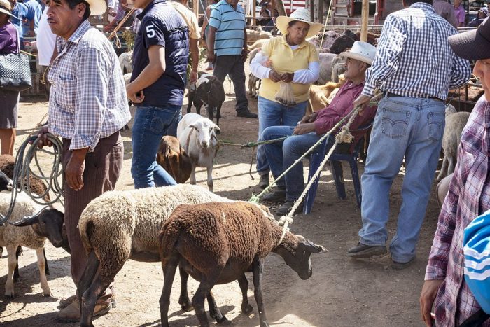 Markets of Oaxaca 8