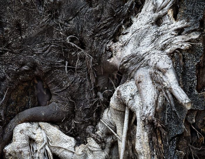 Rubber Tree Roots