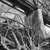 Chain of Rocks Bridge, Uprooted Tree, From the East Bank of the Mississippi River, Winter, 2020