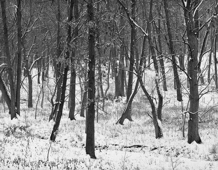 Forest Park, Snow, 2021