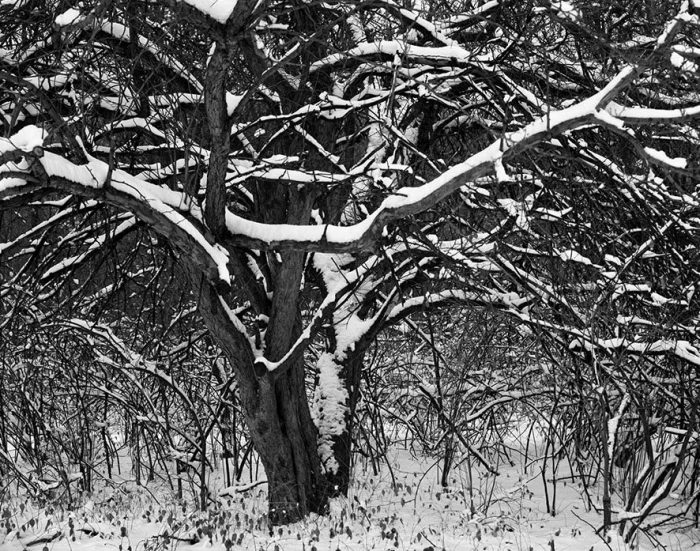 Fresh Snow, Dusk, Forest Park, St. Louis, Missouri, 1988