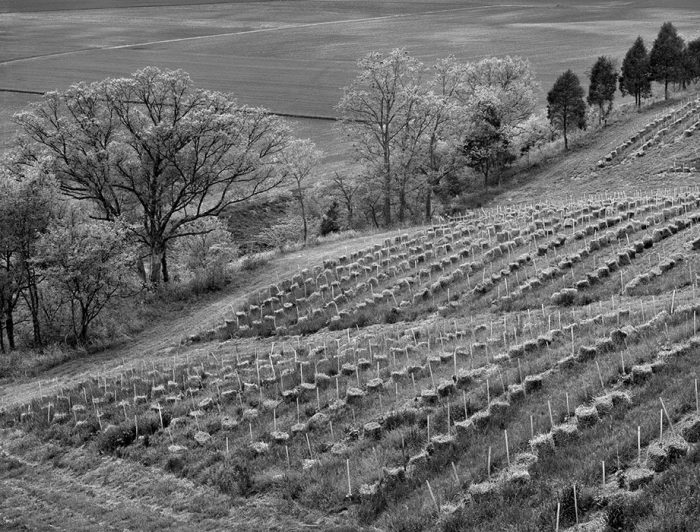 Vineyard, Flood Plain of the Missouri River, Augusta, Missouri, 1991
