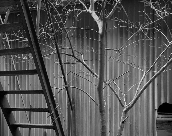 Tree, Steps, National City Power Plant, 2005