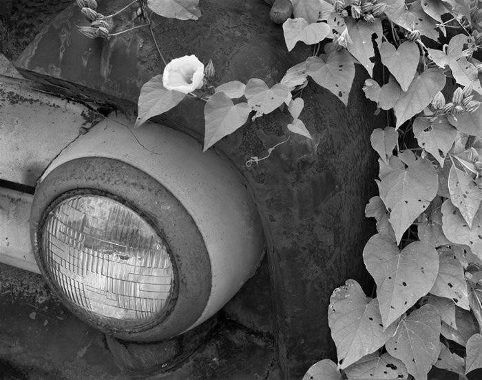Old Truck, Ivy, Kimmswick, Missouri