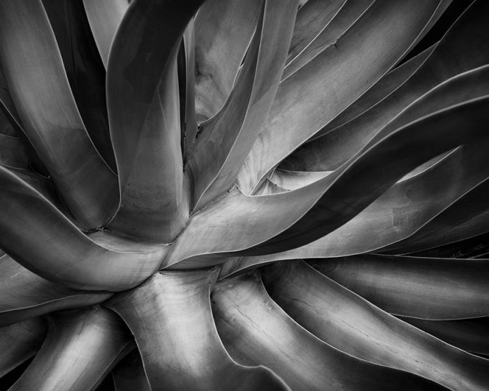 Agave, Tucson, Arizona, 2023