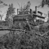 Damaged Trees, Lindell Boulevard, Central West End, 2025