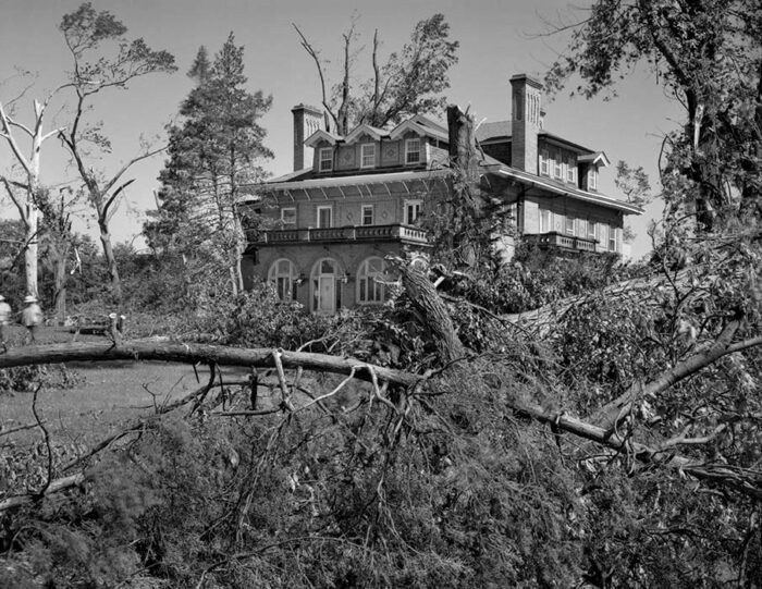 Damaged Trees, Lindell Boulevard, Central West End, 2025