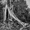 Tornado Damaged Tree, Forest Park, 2025