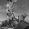 Tornado Debris in Tree, North St. Louis, 2025