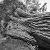 Uprooted Cottonwood Tree, Forest Park, 2025