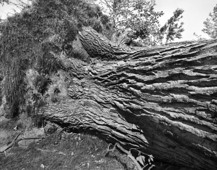 Uprooted Cottonwood Tree, Forest Park, 2025