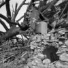 Uprooted Tree, Damaged House, North St. Louis, 2025